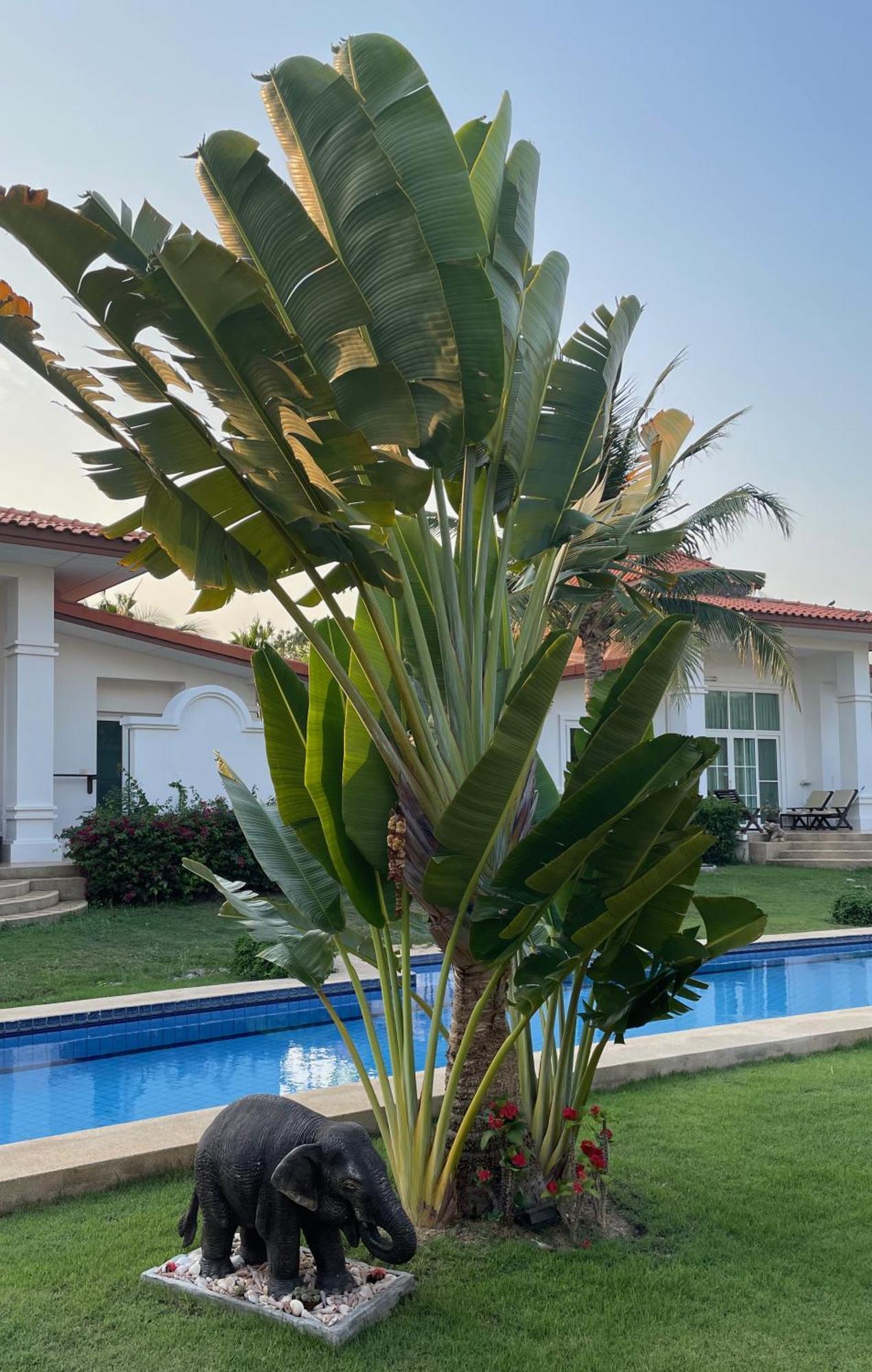 Villa Bougainvillea HHQ Eksteriør bilde